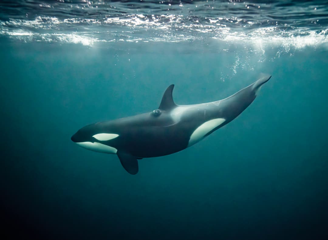 Avila Reizen: Oog in oog met orka’s
