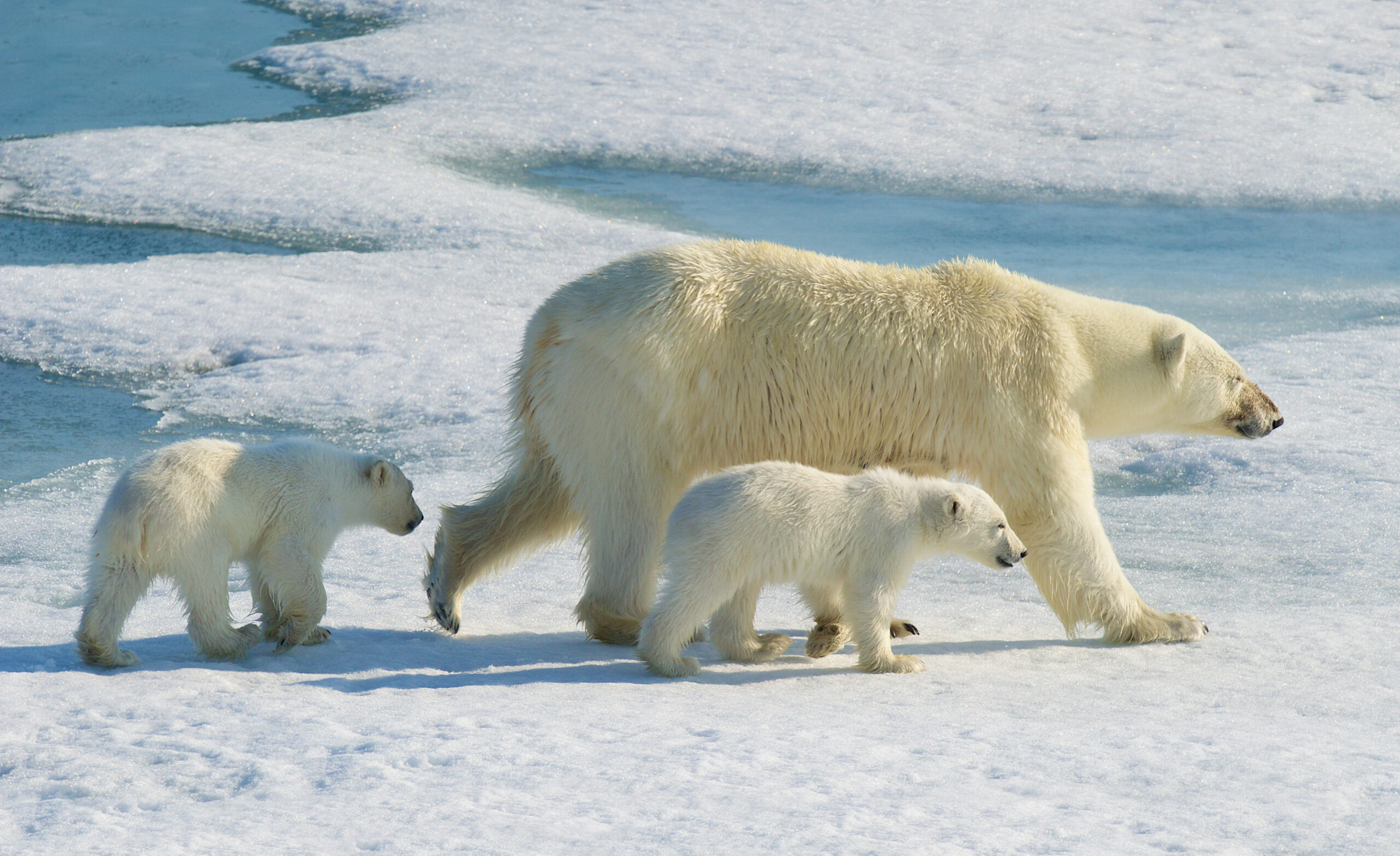 Spot polar bears, whales and reindeer, make your way through the floating i...