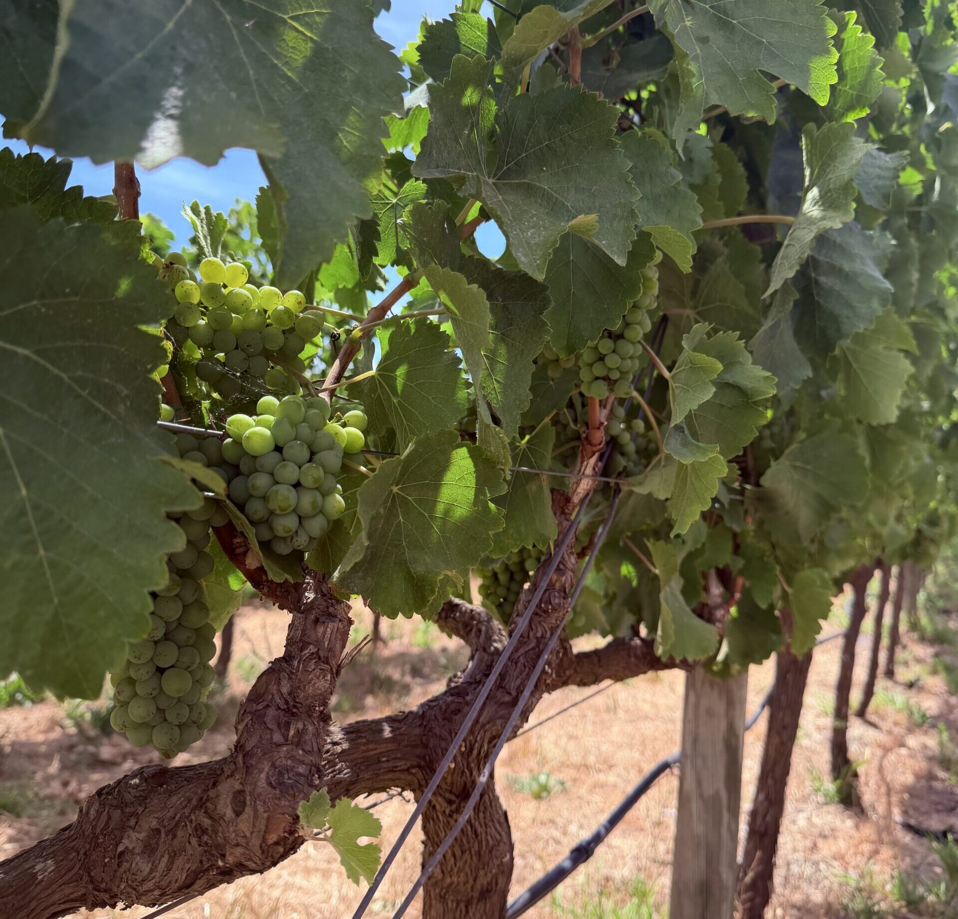 I vigneti più idilliaci del Sudafrica